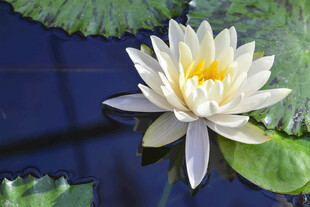 莲花
