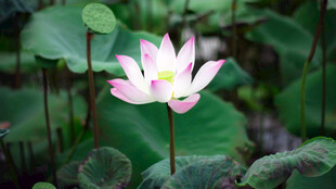 莲花