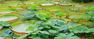 莲花