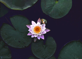 荷花