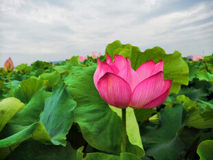 荷花