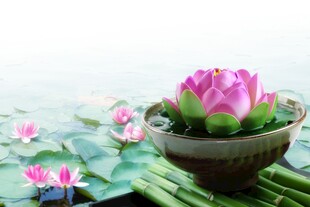 禅意唯美荷花水景