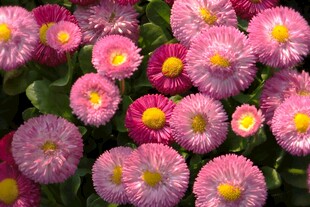 粉色雏菊花丛特写