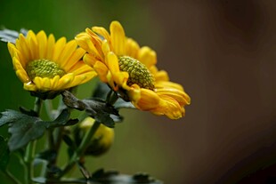 两朵明黄秋菊特写
