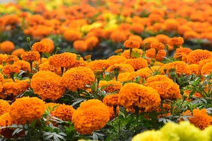万寿菊花海盛景