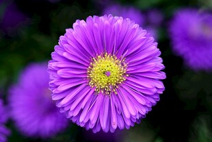 紫色翠菊特写