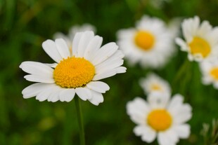 清新小雏菊