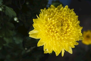 黄色菊花特写