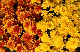 菊花