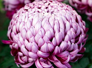 粉紫重瓣秋菊特写