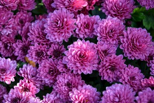 粉紫菊花花簇盛放