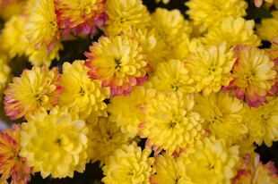 黄色菊花簇拥特写