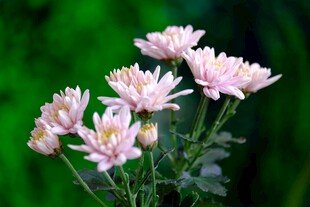 淡粉秋菊清新特写