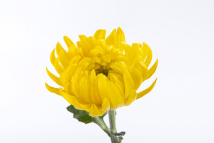 白底黄菊花特写