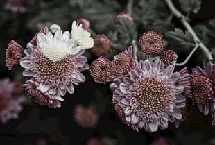 暗调朦胧紫菊特写
