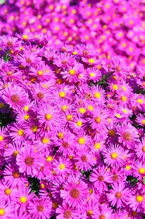 紫色小菊花丛特写