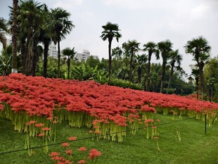 彼岸花开