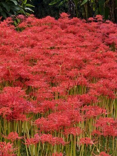 彼岸花开