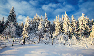 冬日雪后松林美景
