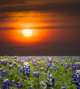 夕阳下的蓝花田美景