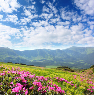 高原花海晴空美景