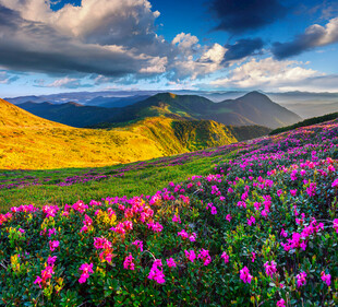 高山花海自然风光