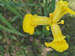 黄鸢尾