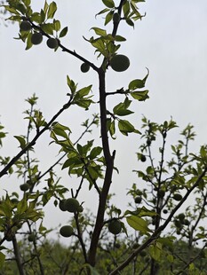 果树