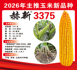 玉米种子