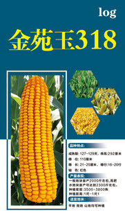 玉米种子