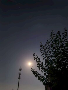 暮色夜空月下树影