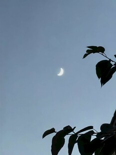 弯月与枝叶剪影
