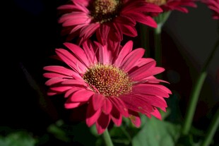 玫红非洲菊花卉特写