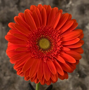 红色非洲菊特写