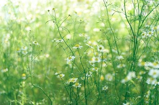 小雏菊