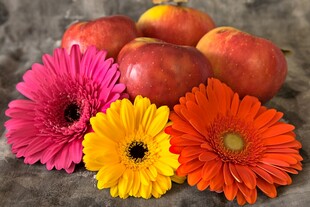 多彩非洲菊与红果