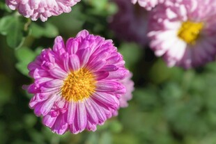 粉紫雏菊清新特写