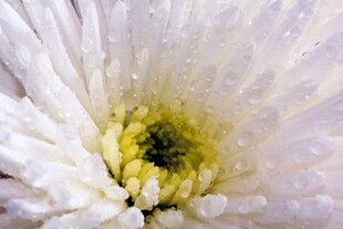 白色雏菊微距特写
