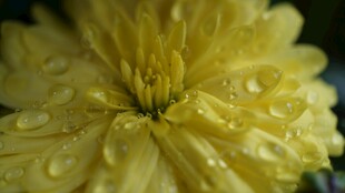 带水珠的黄菊花特写