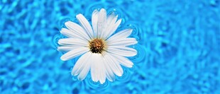 蓝水面漂浮的白色雏菊