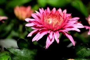 盛开的粉色菊花