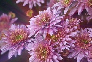 粉紫小菊花卉特写