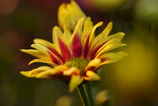 黄红双色菊花特写