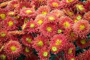 红色秋菊盛开花丛