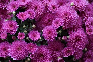 紫色菊花盛开花簇