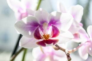 柔焦粉蝴蝶兰特写