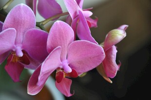 粉紫蝴蝶兰特写