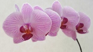 浅粉条纹蝴蝶兰