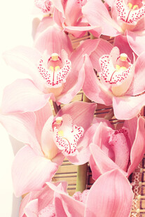 柔焦粉色兰花特写
