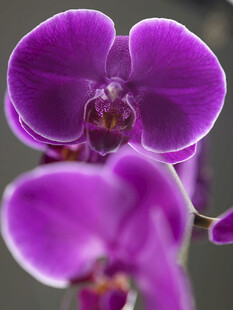 紫色蝴蝶兰特写
